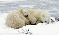 Самка полярного медведя и ее детеныш на берегу замерзшей реки. Черчилль, Канада