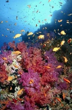     (Diving in Sharm El Sheikh), --