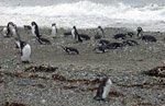 Гнездовья пингвинов (Monumento Natural Los Pingüinos), Пунта-Аренас