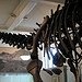   (Paleontology Museum), 