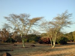     (Pretoria National Botanic Gardens), 
