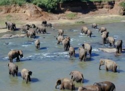    (The Pinnawela Elephant Orphanage), 