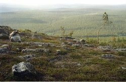   (Lemmenjoki National Park), 